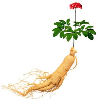 The root of ginseng in the composition Xtrazex(1)
