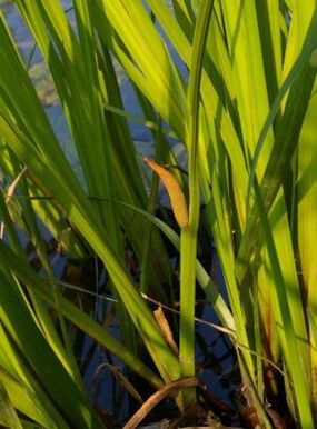 calamus grass to increase potency