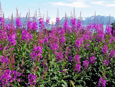 Fireweed positively affects men's health