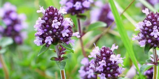 Thymus strengthens the sexual power of a man