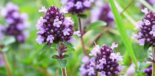 Thymus strengthens the sexual power of a man