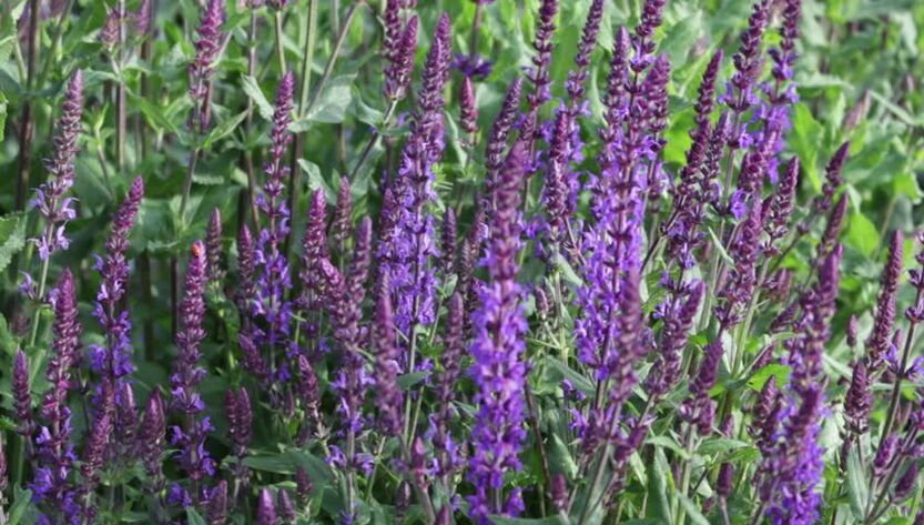 sage to increase potency