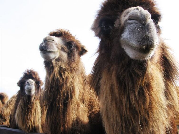 camel and its stomach for power